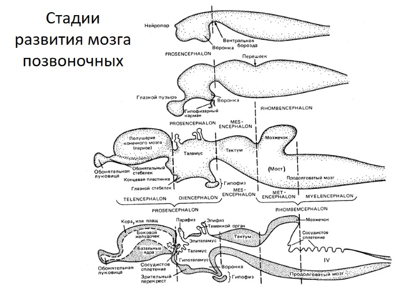 Стадии развития мозга позвоночных